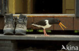 Oystercatcher (Haematopus ostralegus)