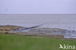 Oystercatcher (Haematopus ostralegus)