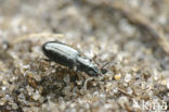 Schorpriempje (Bembidion minimum)