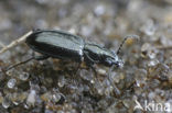 Schorpriempje (Bembidion minimum)