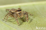 Schorsmarpissa (Marpissa muscosa)