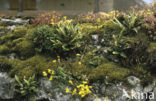 Rusty Back (Ceterach officinarum)