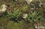 Schubvaren (Ceterach officinarum) 