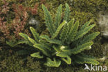 Rusty Back (Ceterach officinarum)