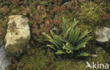 Rusty Back (Ceterach officinarum)