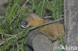 Siberian weasel (Mustela sibirica)