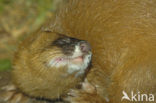 Siberian weasel (Mustela sibirica)