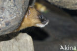 Siberian weasel (Mustela sibirica)
