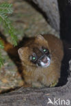 Siberian weasel (Mustela sibirica)