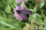 Six-spot Burnet (Zygaena filipendulae)