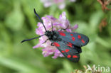 Six-spot Burnet (Zygaena filipendulae)