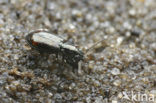 Bembidion normannum