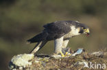 Slechtvalk (Falco peregrinus) 