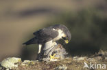 Slechtvalk (Falco peregrinus) 