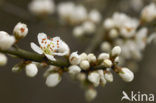 Sleedoorn (Prunus spinosa)