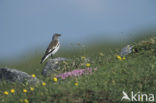 White-winged Snowfinch (Montifringilla nivalis)