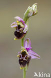 Sniporchis (Ophrys scolopax)