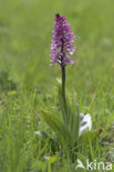 Soldaatje x Purperorchis (Orchis militaris x Orchis purpurea)