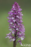 Soldaatje x Purperorchis (Orchis militaris x Orchis purpurea)