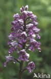 Soldaatje (Orchis militaris) 