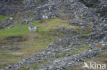 Spitsbergen Rendier (Rangifer tarandus platyrhynchus)