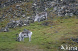 Spitsbergen Rendier (Rangifer tarandus platyrhynchus)