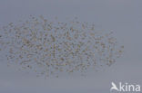 European Starling (Sturnus vulgaris)