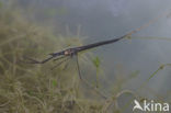 Waterstick insect 
