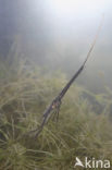 Waterstick insect 