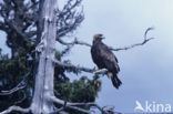 Steenarend (Aquila chrysaetos)