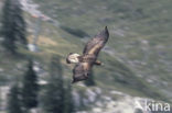 Steenarend (Aquila chrysaetos)