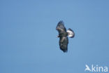 Steenarend (Aquila chrysaetos)