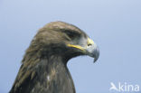 Steenarend (Aquila chrysaetos)