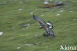 Steenarend (Aquila chrysaetos)