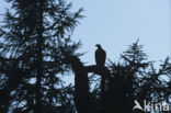 Steenarend (Aquila chrysaetos)