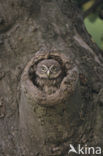 Steenuil (Athene noctua) 