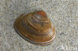 Stevige strandschelp (Spisula solida)