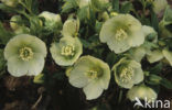 Stinkend nieskruid (Helleborus foetidus)