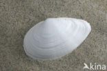 Strandgaper (Mya arenaria)