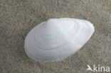 Strandgaper (Mya arenaria)