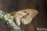 Tauvlinder (Aglia tau)