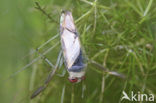 Boatman (Notonecta viridis)