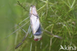 Tenger bootsmannetje (Notonecta viridis)