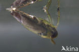 Boatman (Notonecta viridis)