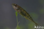 Ninespine Stickleback (Pungitius pungitius)