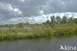 Tienhovense plassen