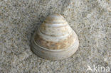 Toegeknepen korfmossel (Corbicula fluminalis)