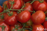 Tomato (Solanum lycopersicum)