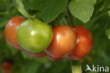 Tomaat (Solanum lycopersicum)