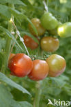 Tomaat (Solanum lycopersicum)